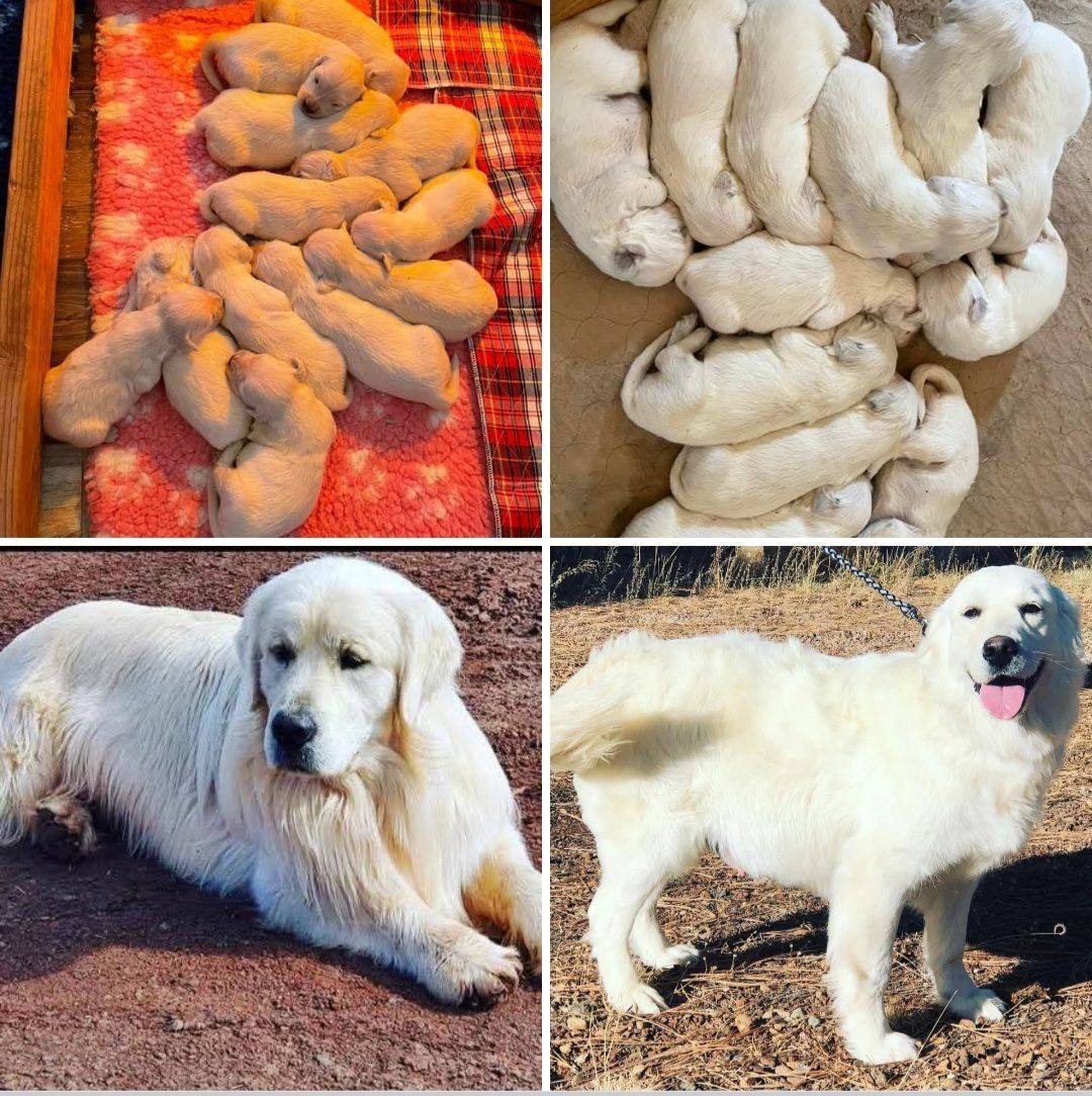 Our Incredible English Labradors #labradorretriever #labrador #puppies ...