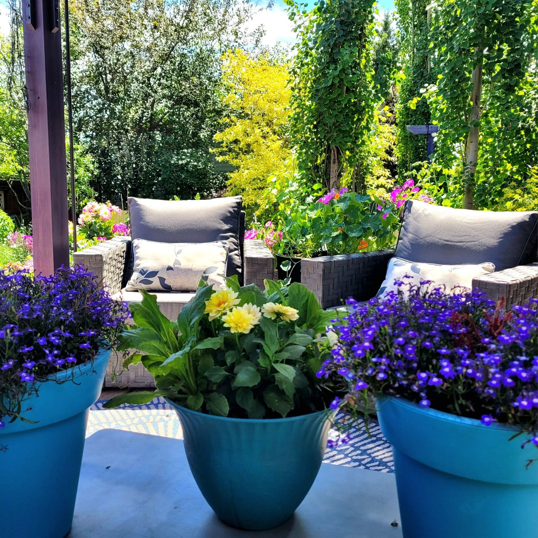 Calgary Gardening | So I put down grass seed the other day lol not ...