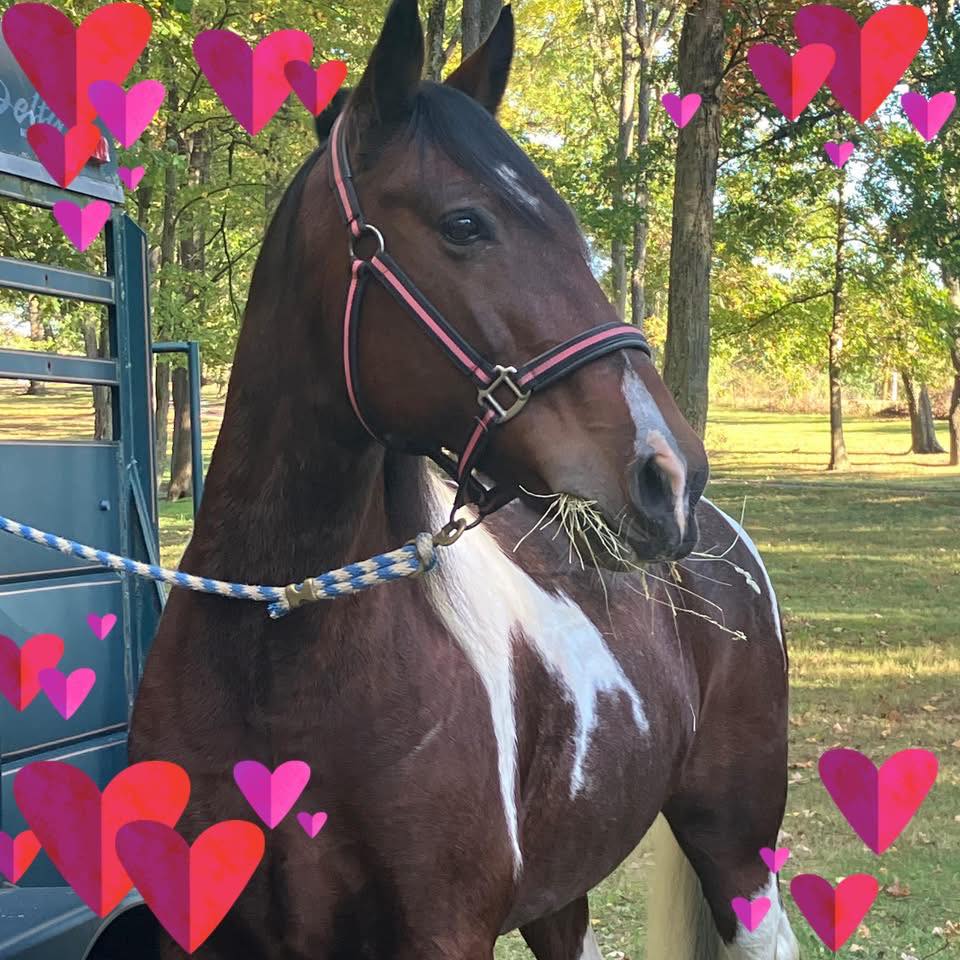 Homegrown🌾 | C&K Stables LLC At Rocky Ridge