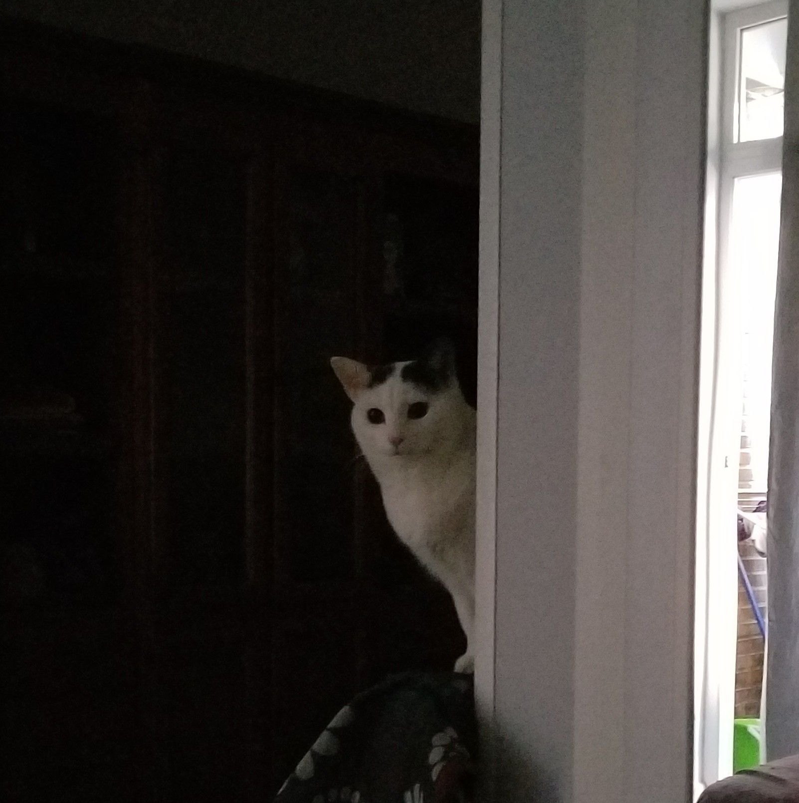 New Kitten / Cat Owners Support Group | So, one morning, about 3 years ...