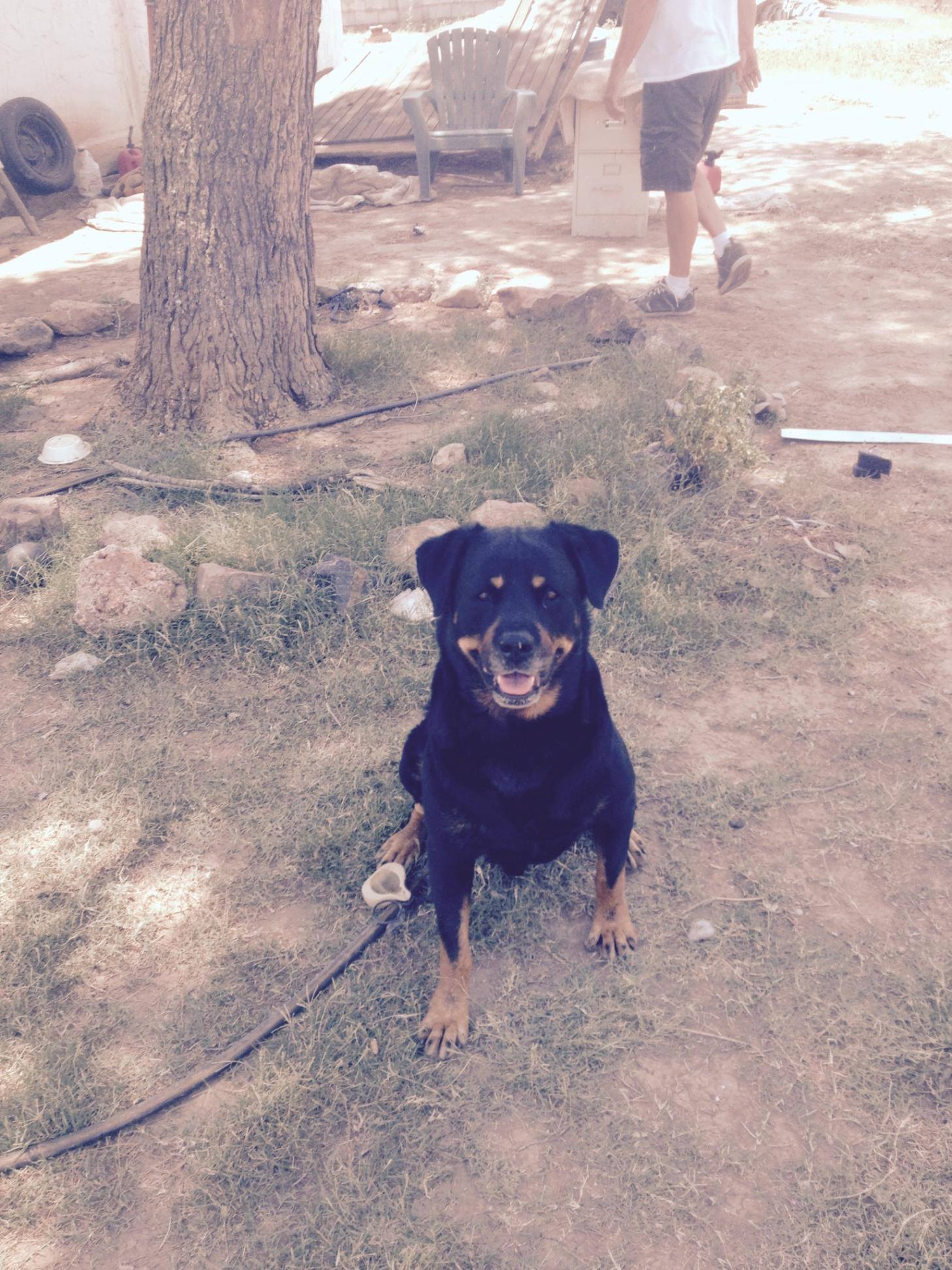 Blind Betty strutting her stuff on JBER this afternoon. #blindbetty # ...