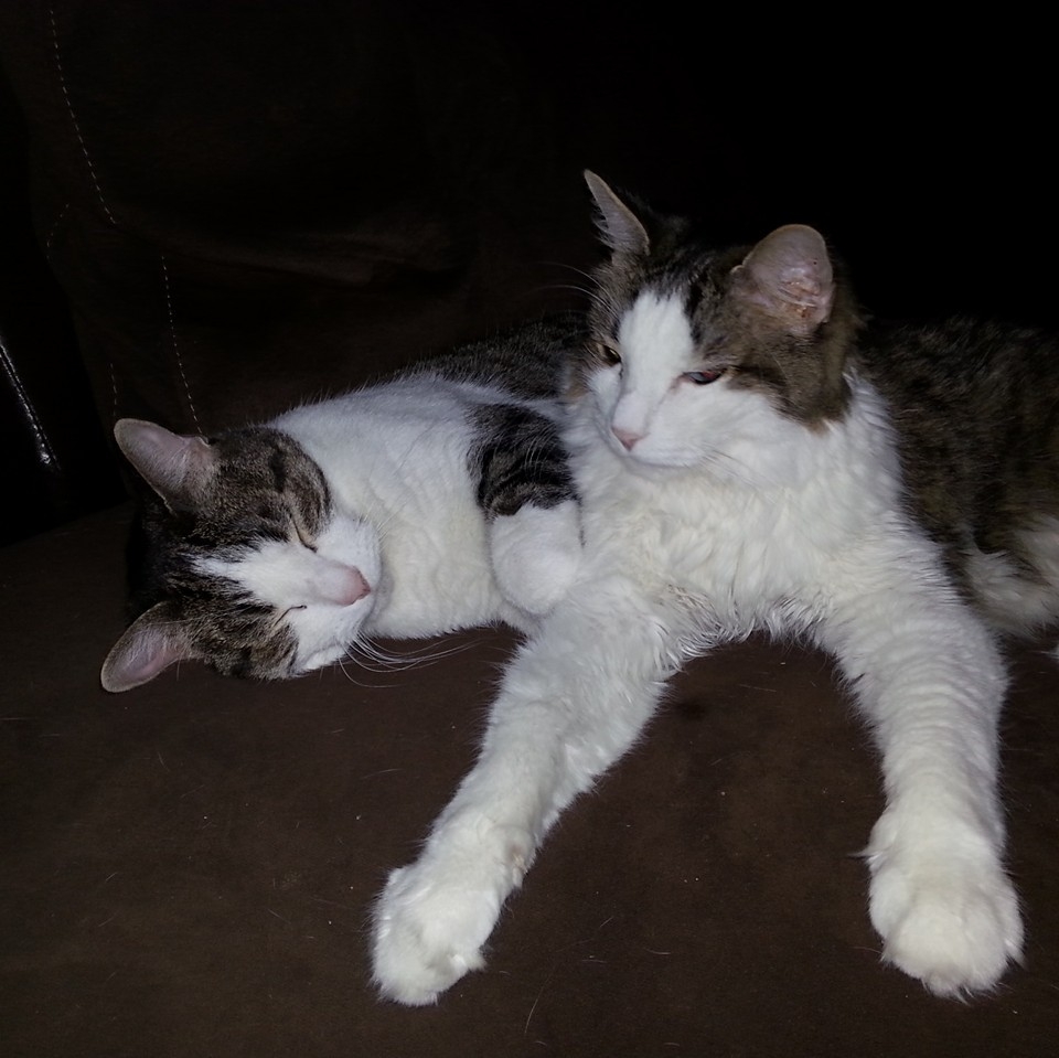Cats Of Laredo, Tx | i really want to get my cat spayed but she needs ...
