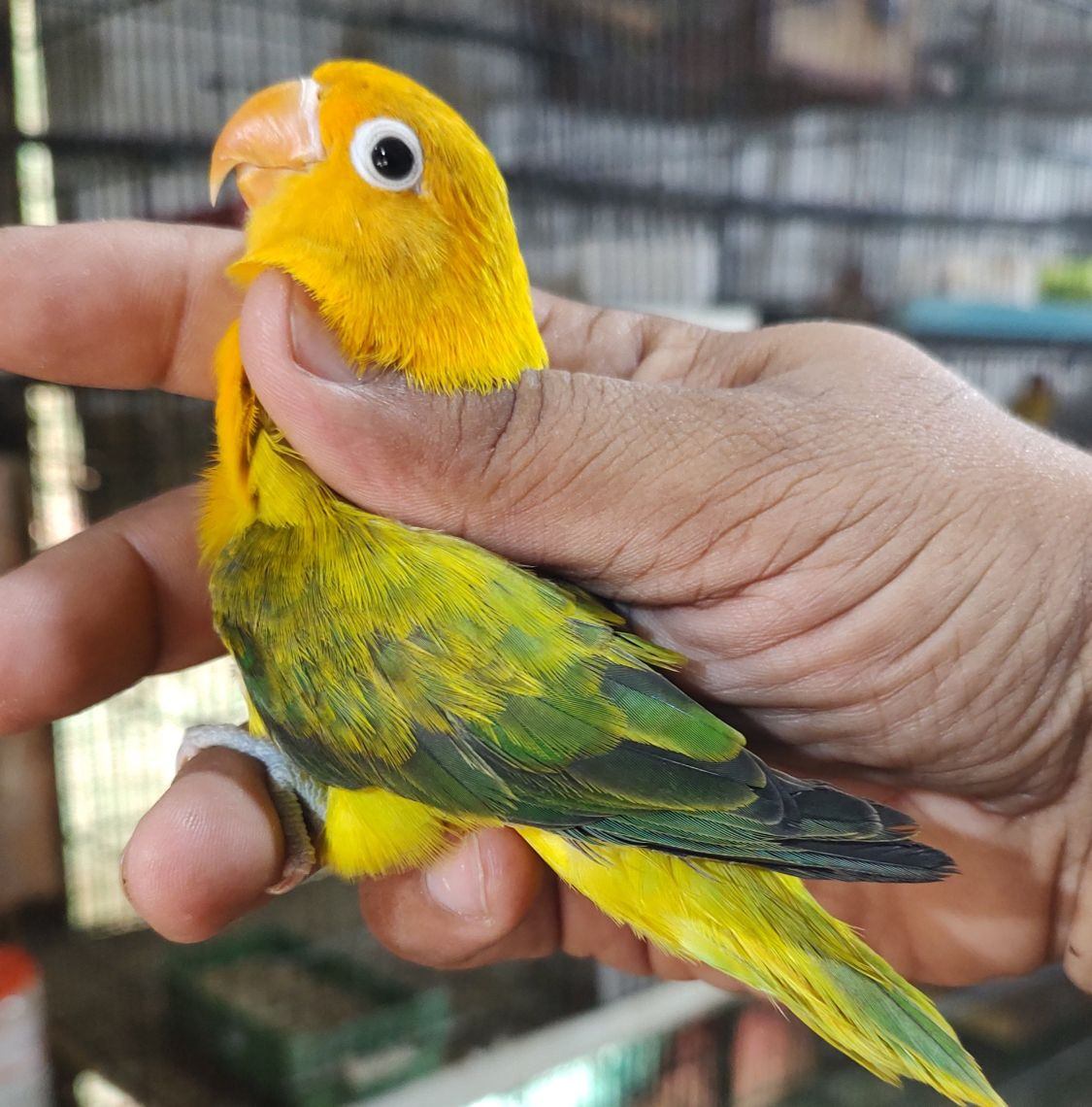 blue-misty-opaline-lovebird-https-youtu-be-r8hnnqwlive-si-k0i65l7kv9
