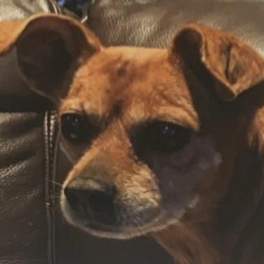 Rat Terrier Lover | Facebook