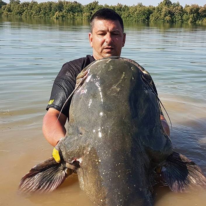 Luccio Gigante pescato sul lago Sibbo in Svezia #luccio #pike # ...