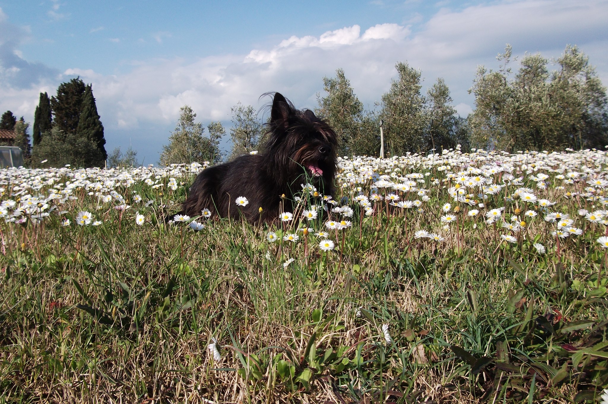 Beppe Chelli