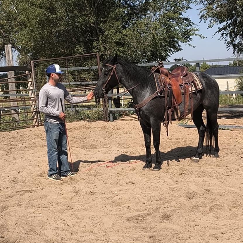Texas/Oklahoma Horses | Looking for horses in or near Tulsa Oklahoma ...
