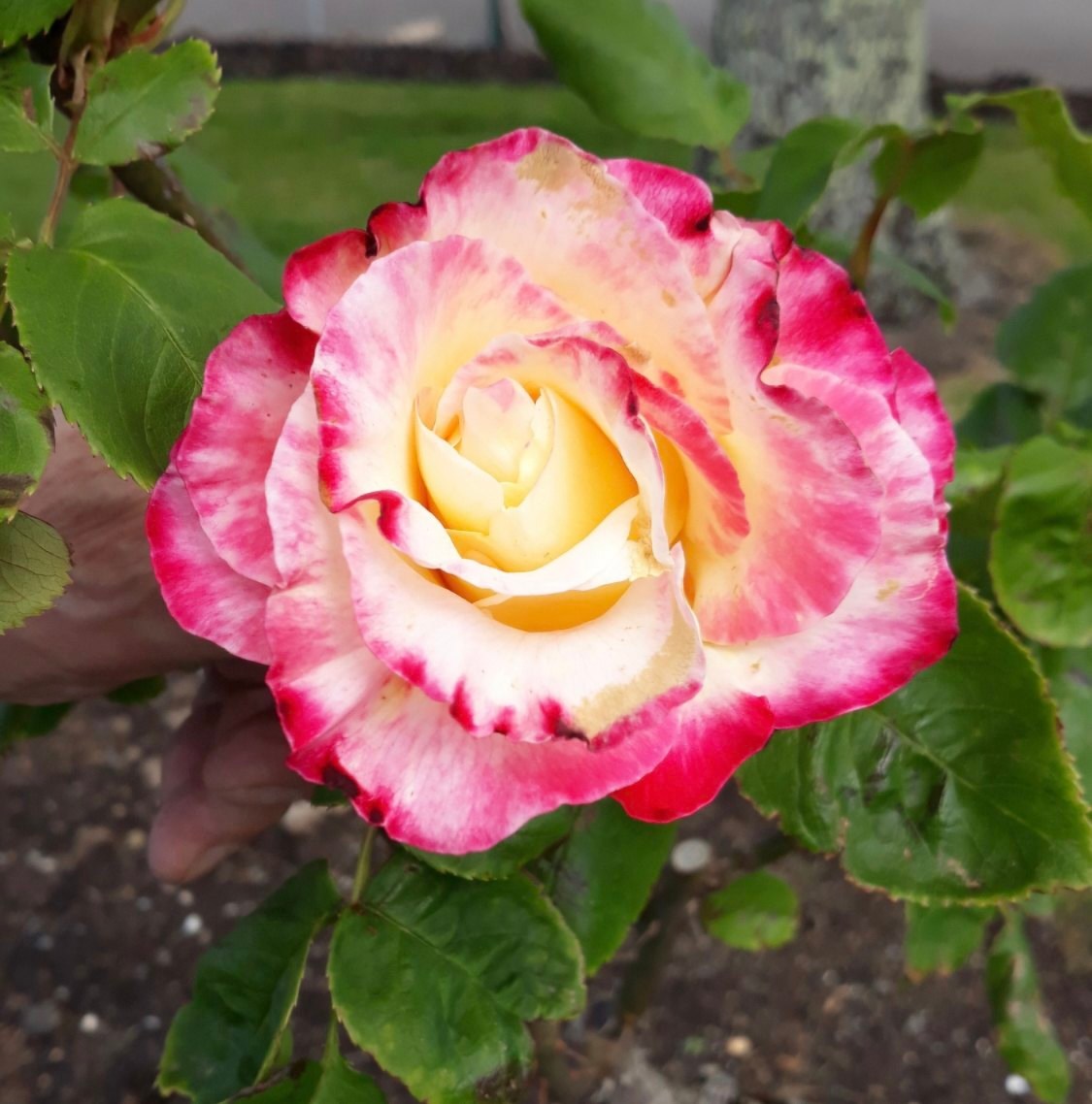 I love Portland Victoria | Arvo in the Forest—Rose Robin and Yellow ...