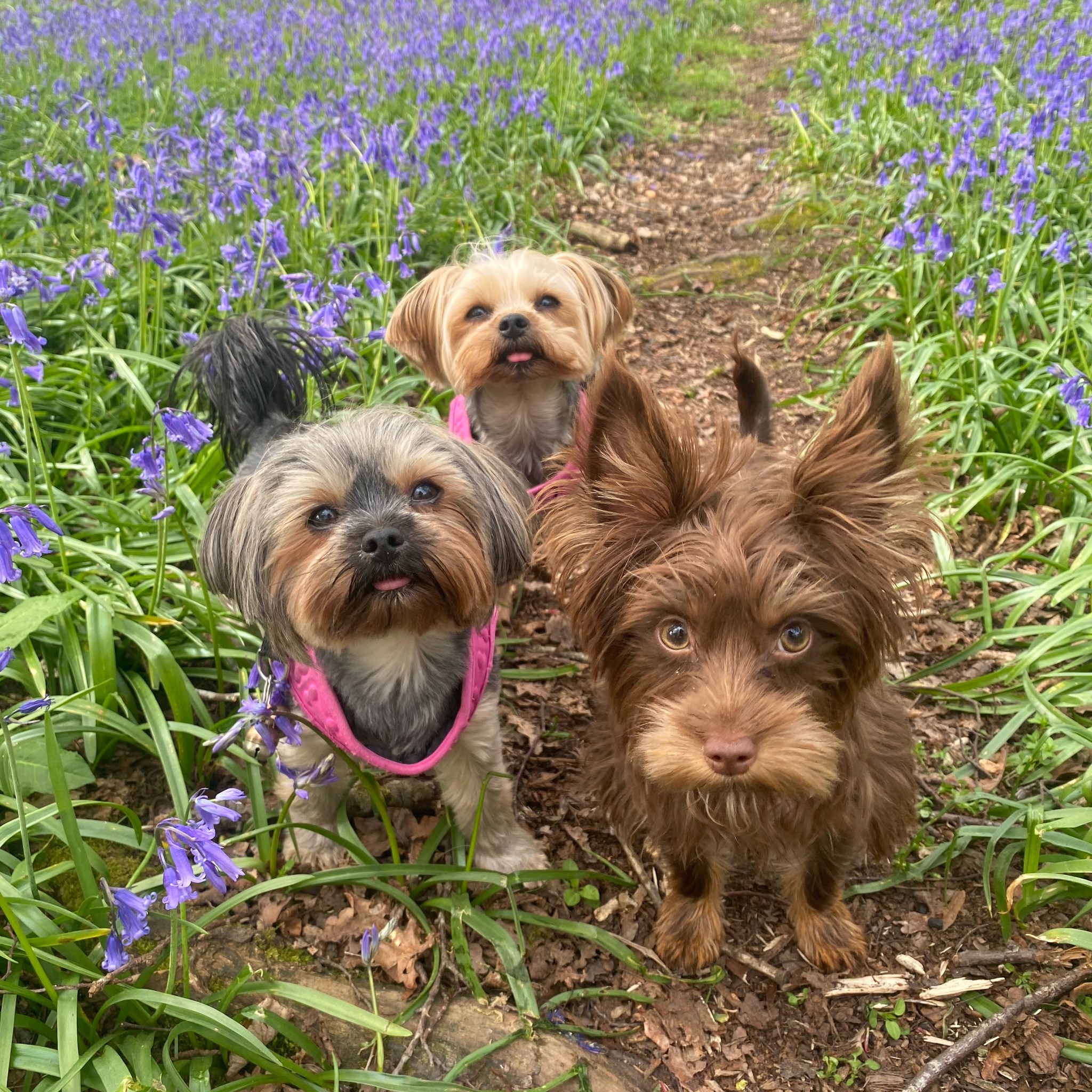 The Canine Dietitian - Whoops noticed a typo and had to change! I love ...