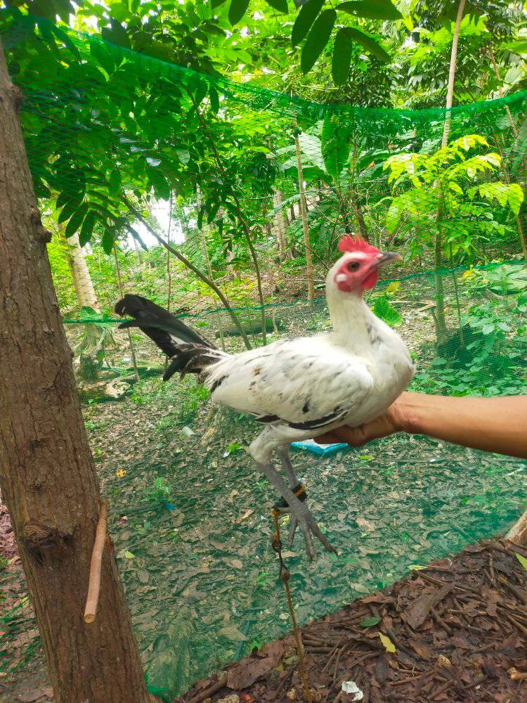 madugay jud tag gamay dre kay grabi sa parada daghana🤣🤣🤣 | Jummel ...