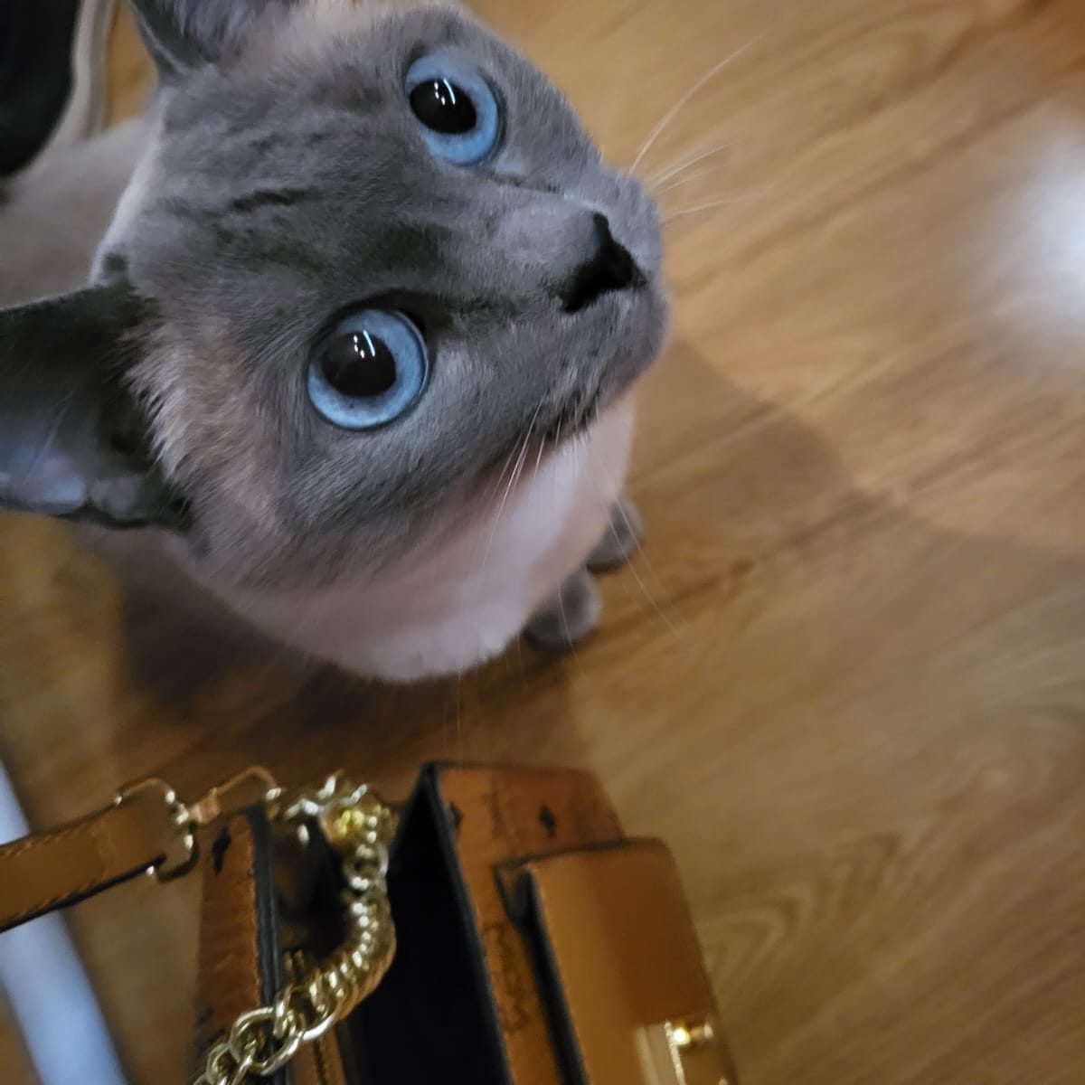 🐾 Der realistischste Roboterwelpe! 🐶 Läuft, bellt und wedelt mit dem ...