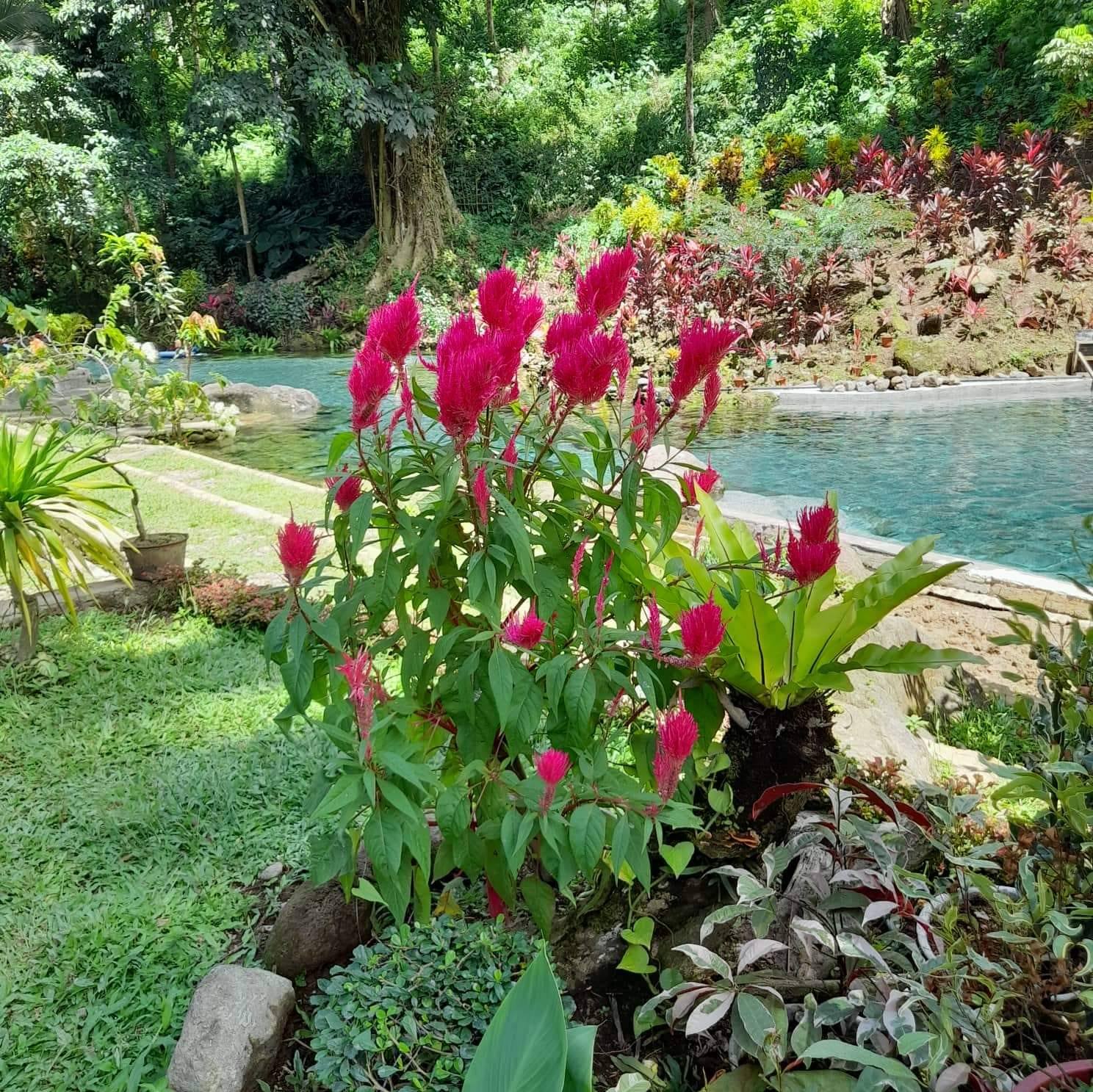 Tangke Nature Spring