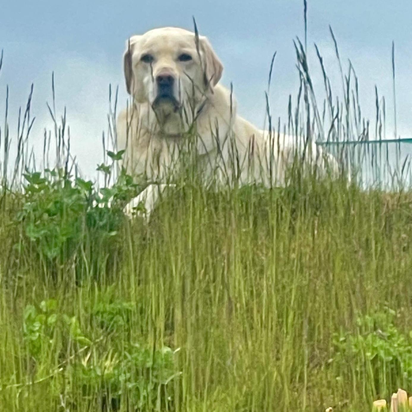 LABRADOR LOVERS | Have you ever read a book that included a Labrador ...
