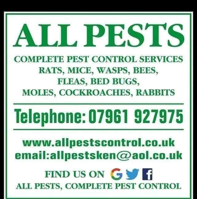 Bed bugs facts and evidence UK | Is this a bed bug | Facebook