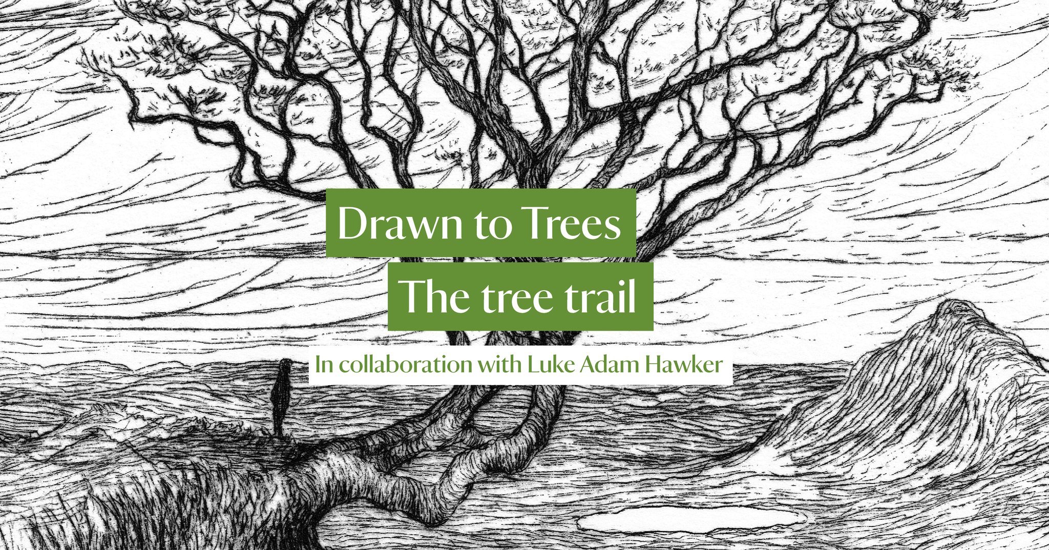 Drawn to Trees: tree trail