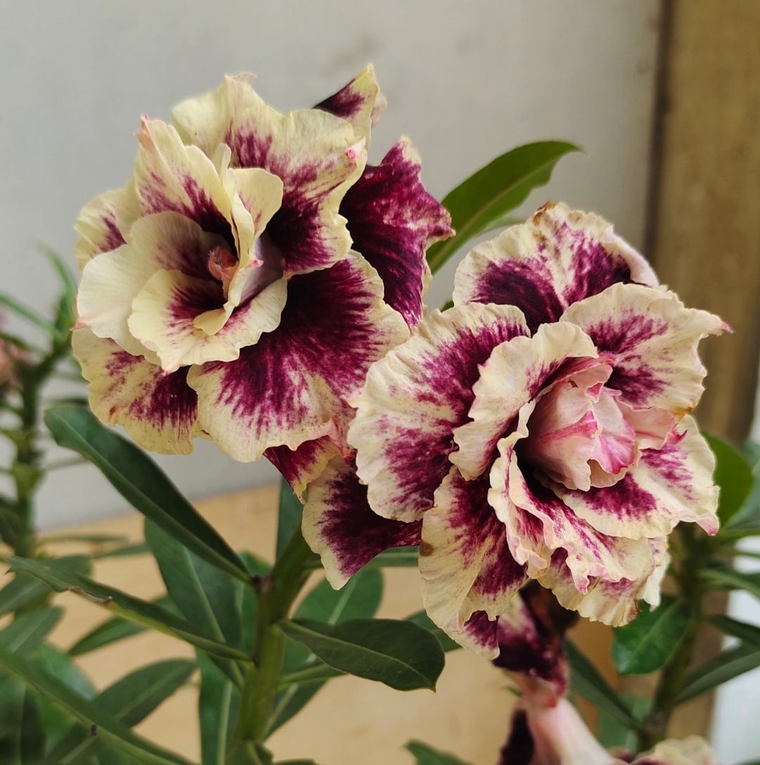 Hanya pohon obesum....siap sambung #sorotan #semuaorang | Erma Adenium