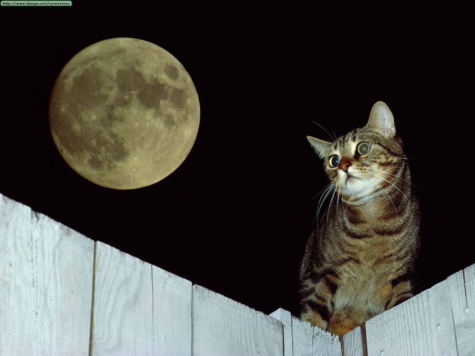 😻𝘼𝙈𝙊 𝙇𝙊𝙎 𝙈𝙄𝘾𝙃𝙄𝙎😻 | Copiado.... | Facebook