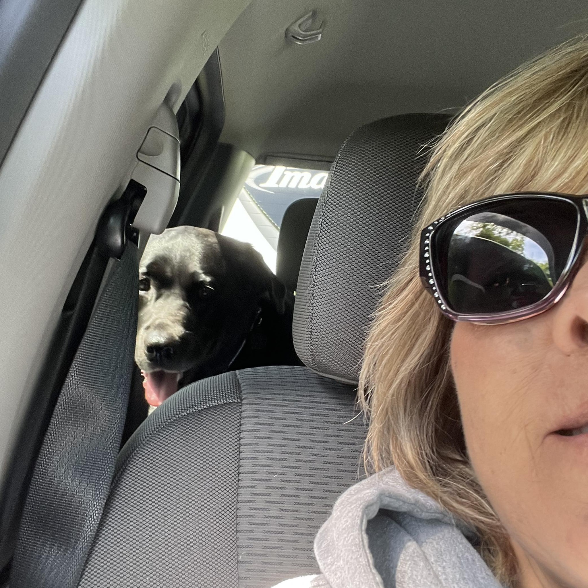 missing-dog-facebook