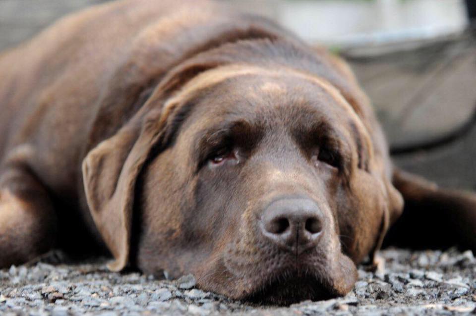 7NEWS - BREAKING: SA Greens co-leader Tammy Franks has quit the ...
