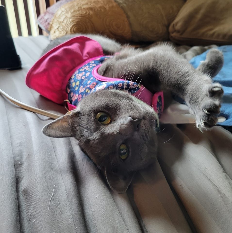 A tiny kitten bringing afternoon happiness! 🐾🌤️ . . #CuteKitten # ...