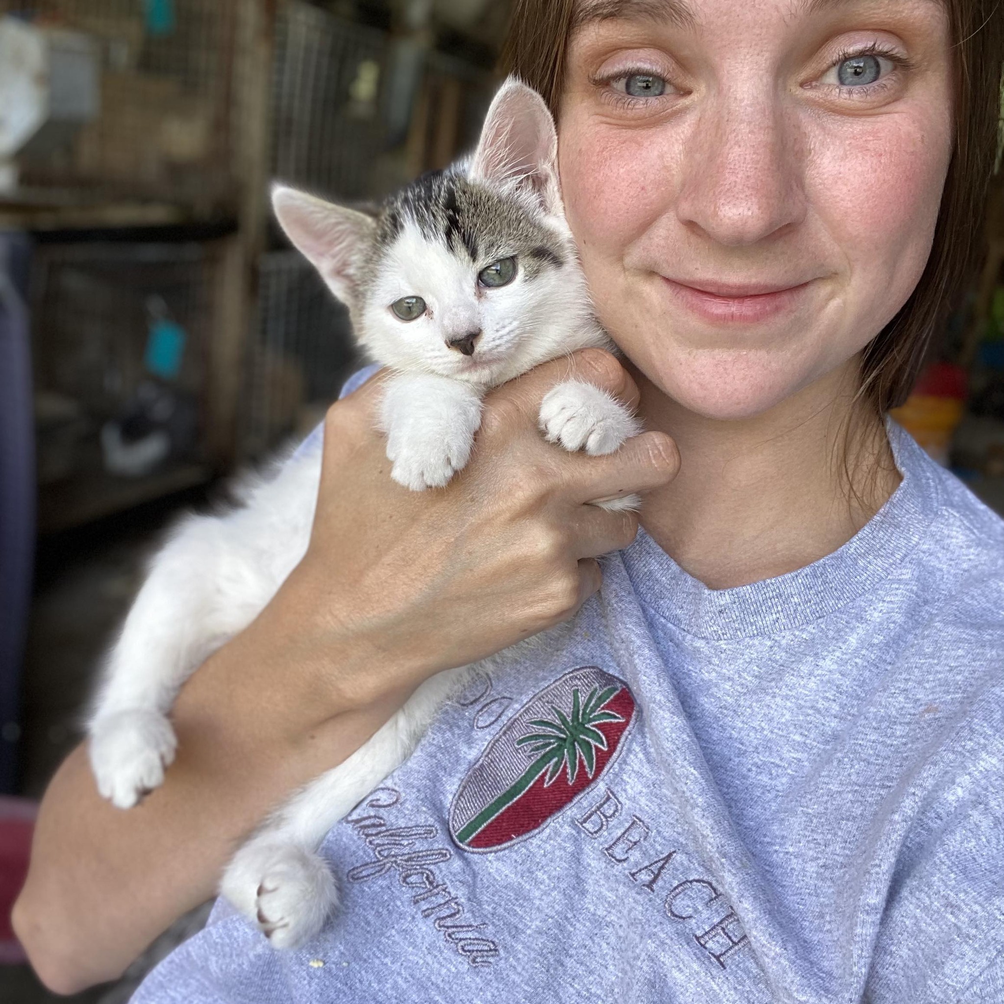 Rabbits for sale of free in upper vermont | Facebook