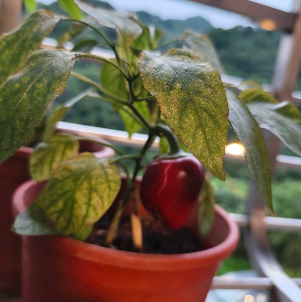 蕭庭竹