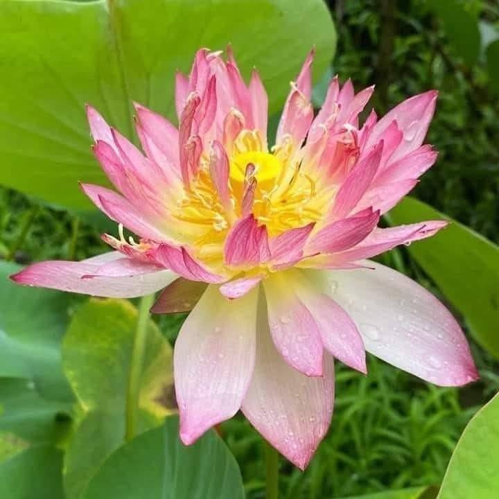 菩薩的禪語 | Facebook