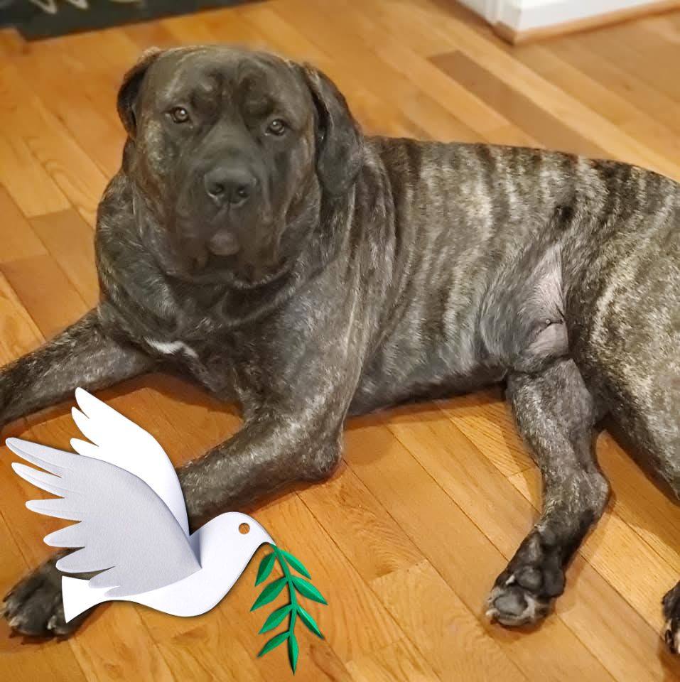 Black South African Boerboels | Hi all! I just wanted to introduce ...