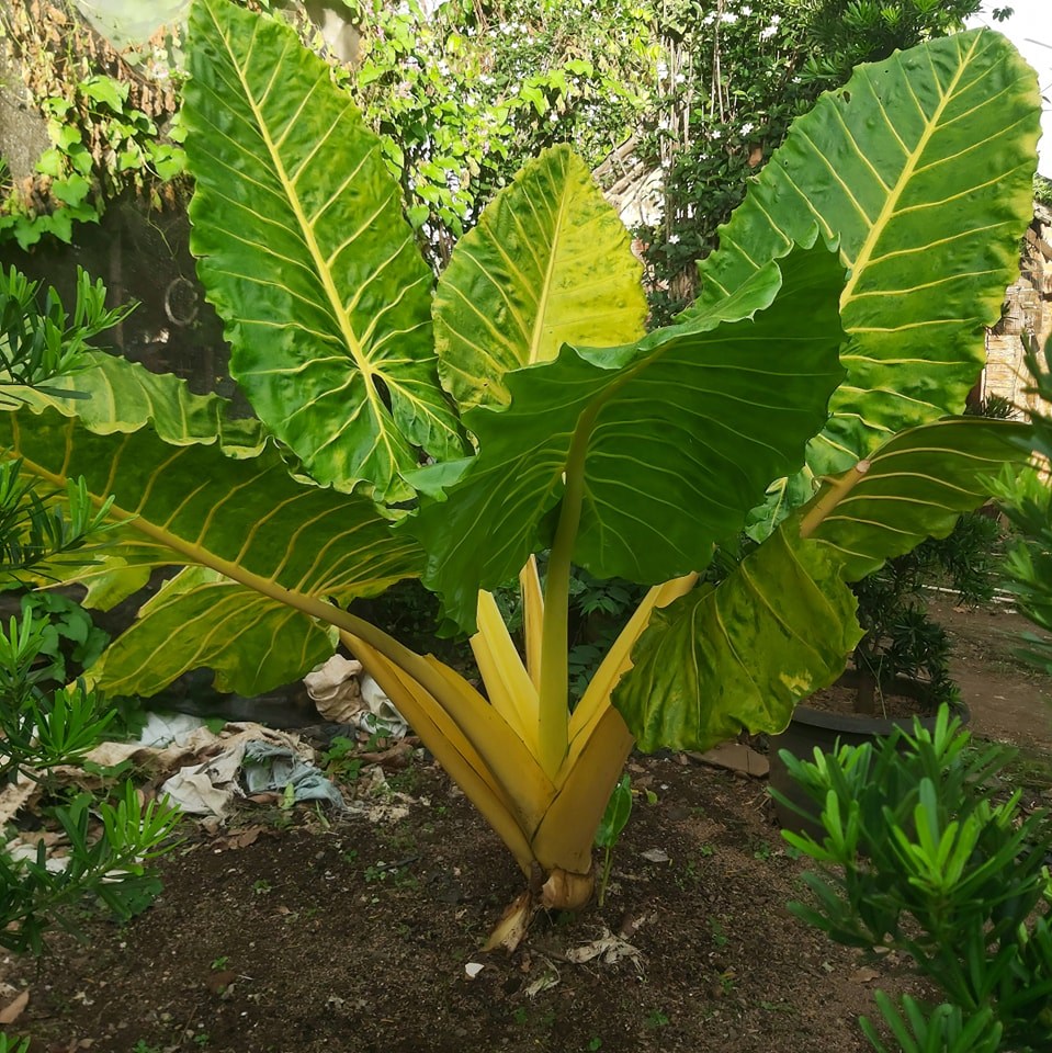 Alamanda landscape | Bogor