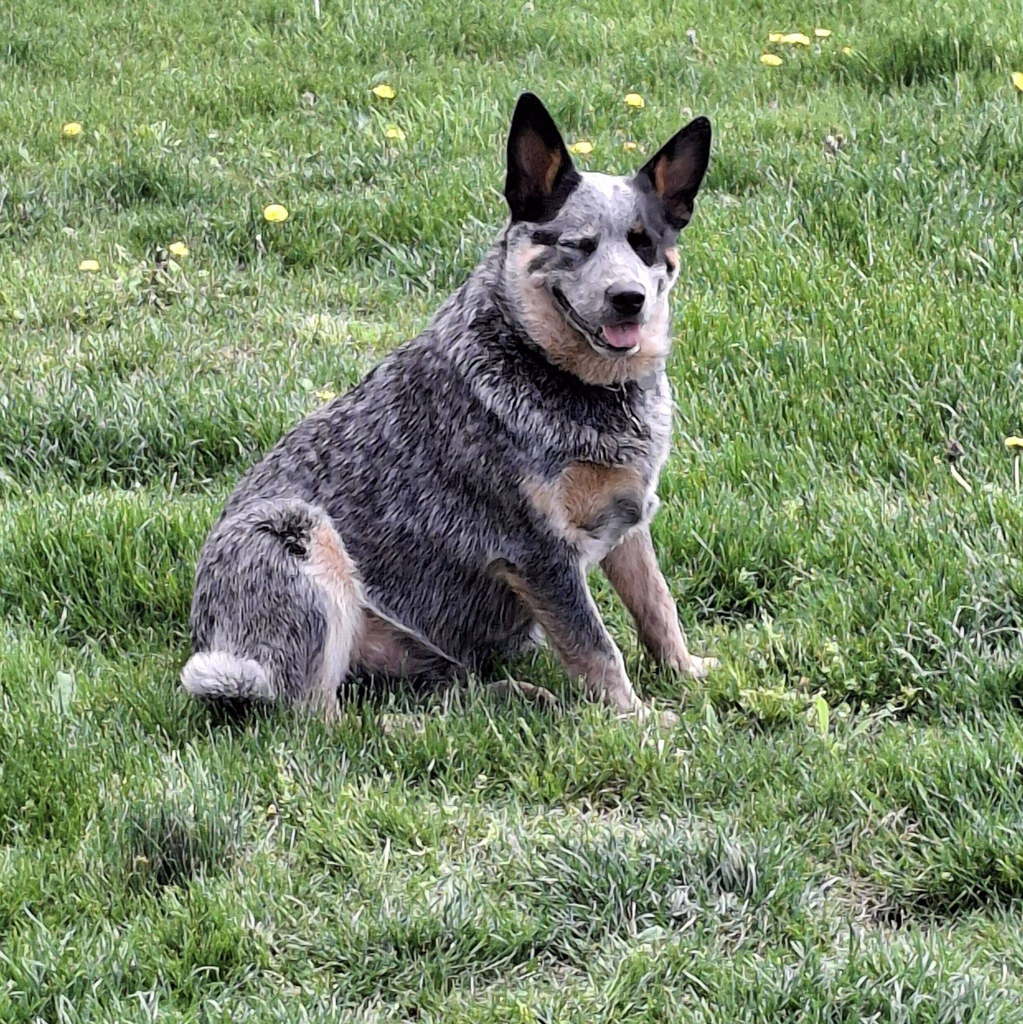 Australian Cattle Dogs | Well, I had to say goodbye to my Jeffrey ...