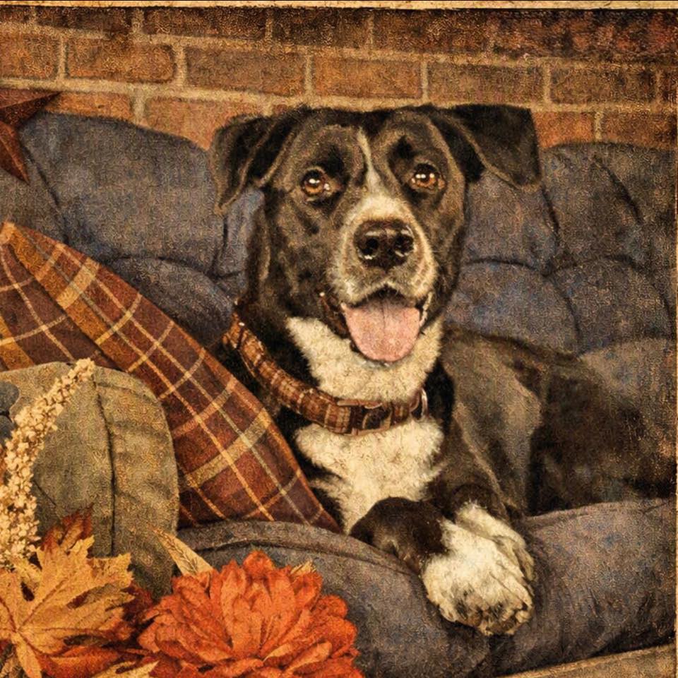 Pitbull Lovers | If you don't own a bully breed dog please leave this ...