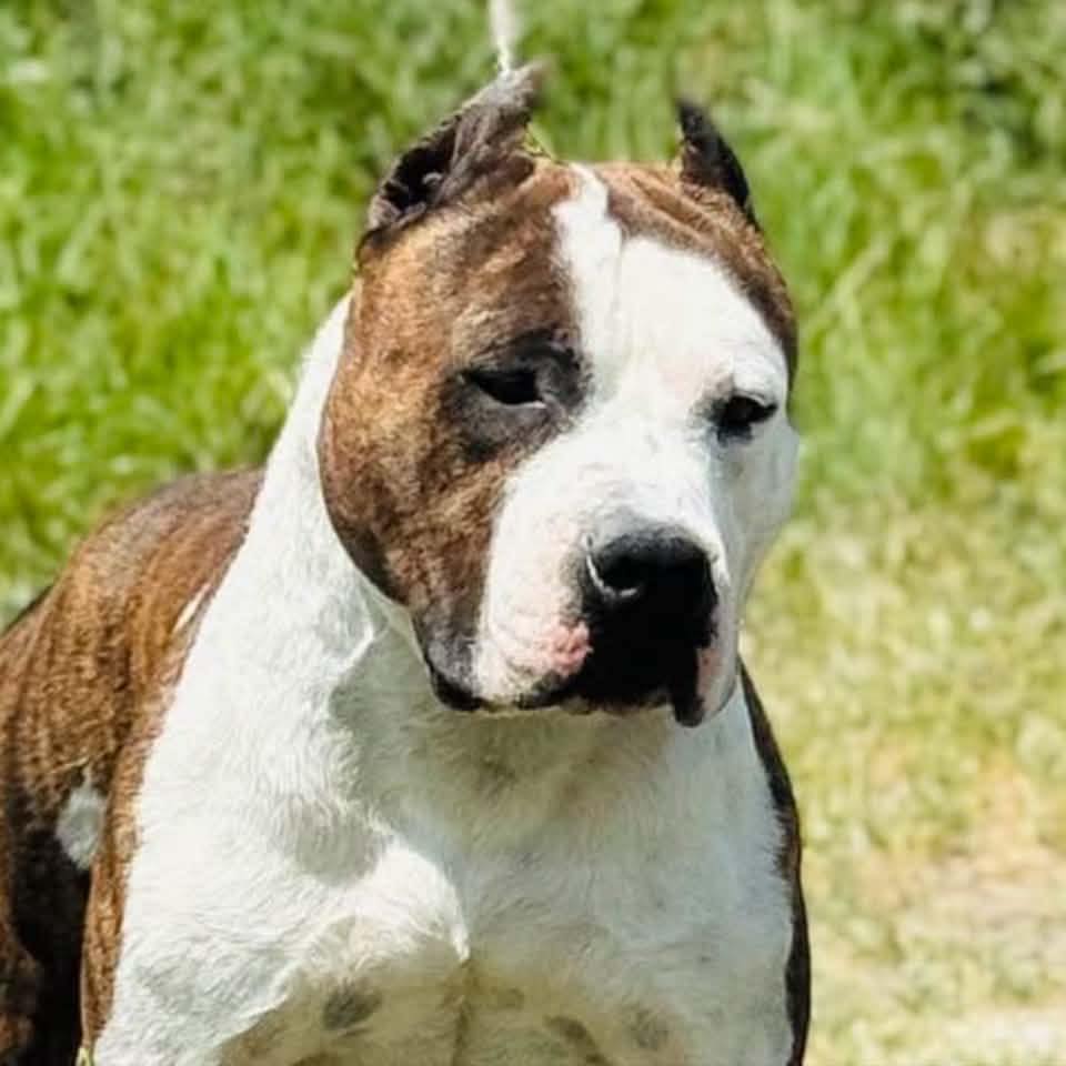 Part of THUNDER ROCK’S Gang 🐾⚡️ ️ | Cristian Ciolpan