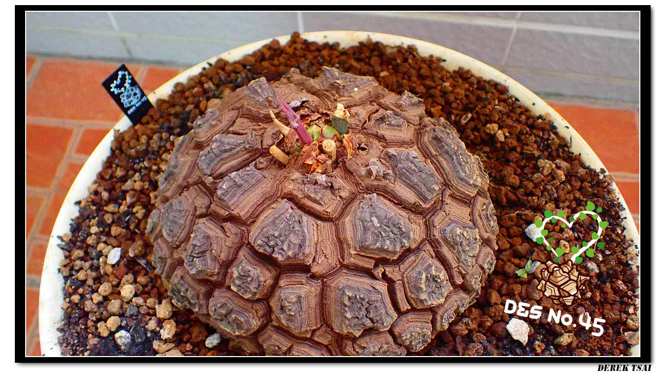 Derek - 不能長太快，慢慢來就好 #墨西哥龜甲龍 #Dioscorea_macrostachya #Dioscorea_mexicana ...