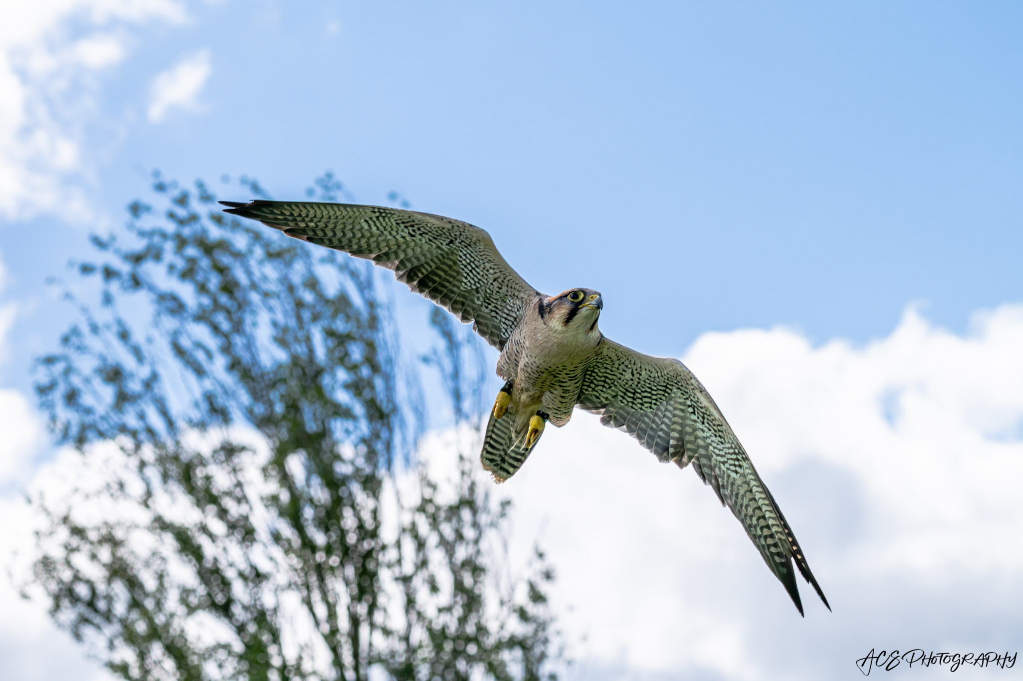 Nikon Z7 II | Is there a way to see prospective histograms, like ...