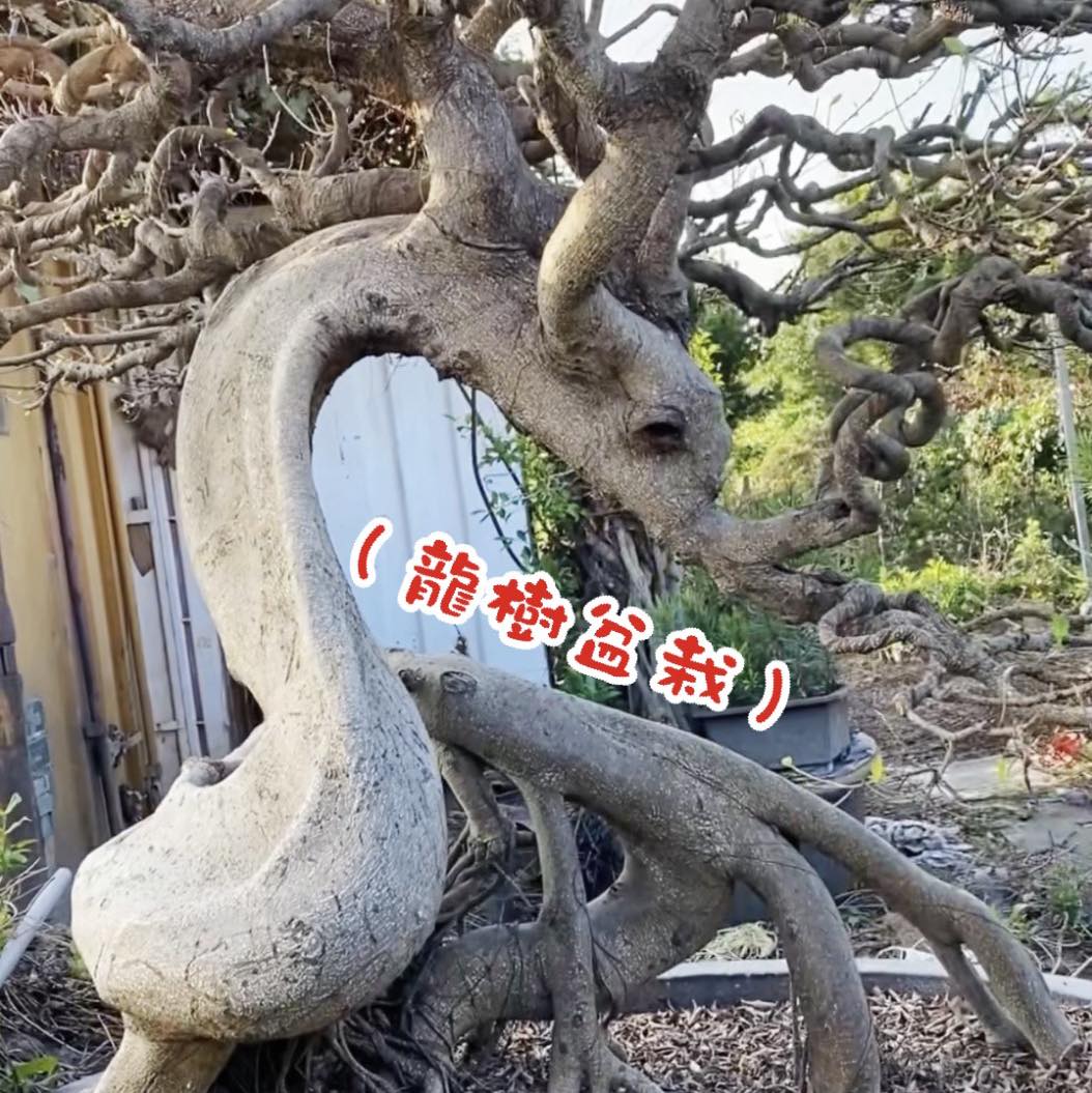 （龍樹盆栽）の羅漢松！ 再整理一顆有型的羅漢松！ 這棵不想在嫁接新品種！ 耍開始定期剪出片路！ 龍樹盆栽の彩芽羅漢松！ #蘭嶼羅漢松 ...