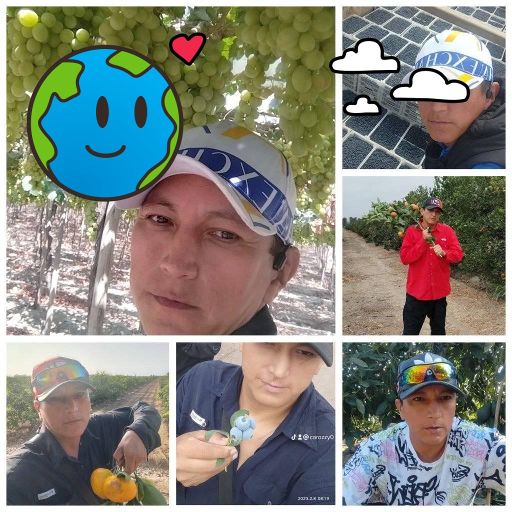 Contamos con Arandanos para mercado Nacional Variedad Secoya Pop de ...