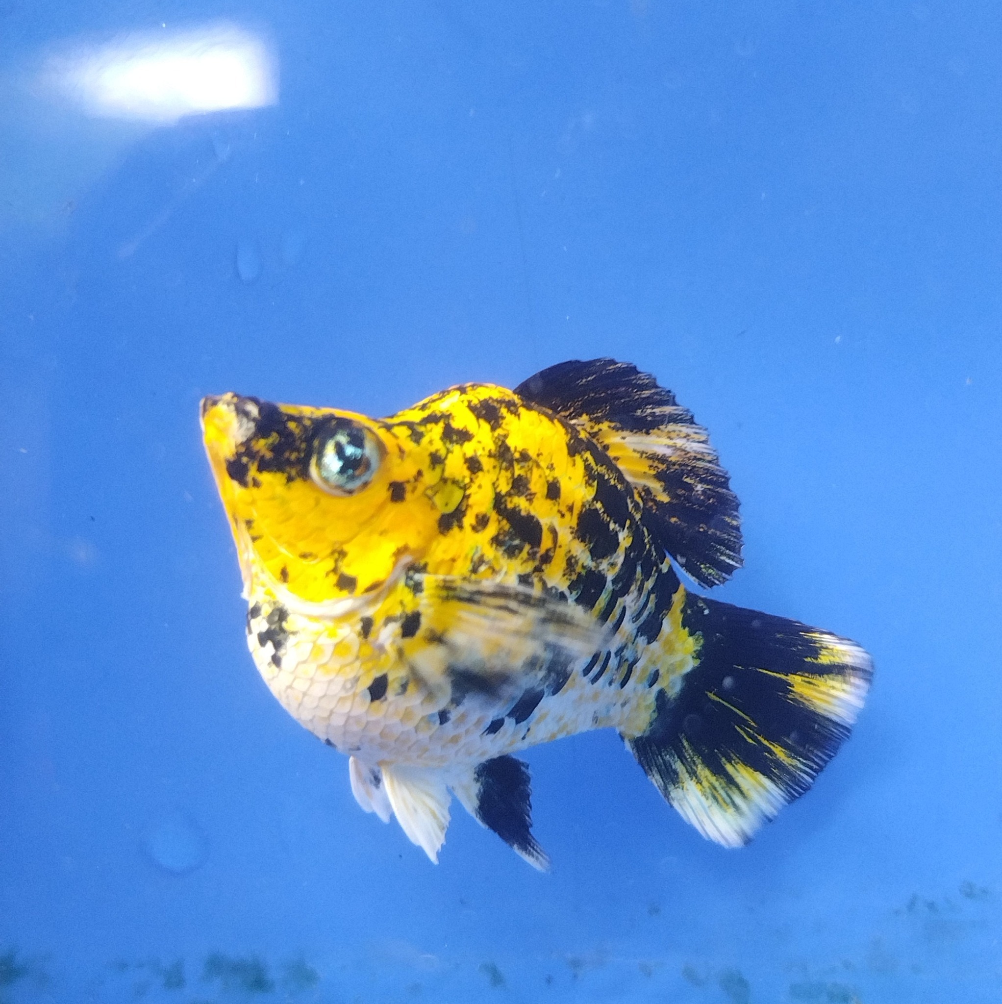 GENSAN FISH KEEPER (ACTIVE) | Feeders 250pcs | Facebook