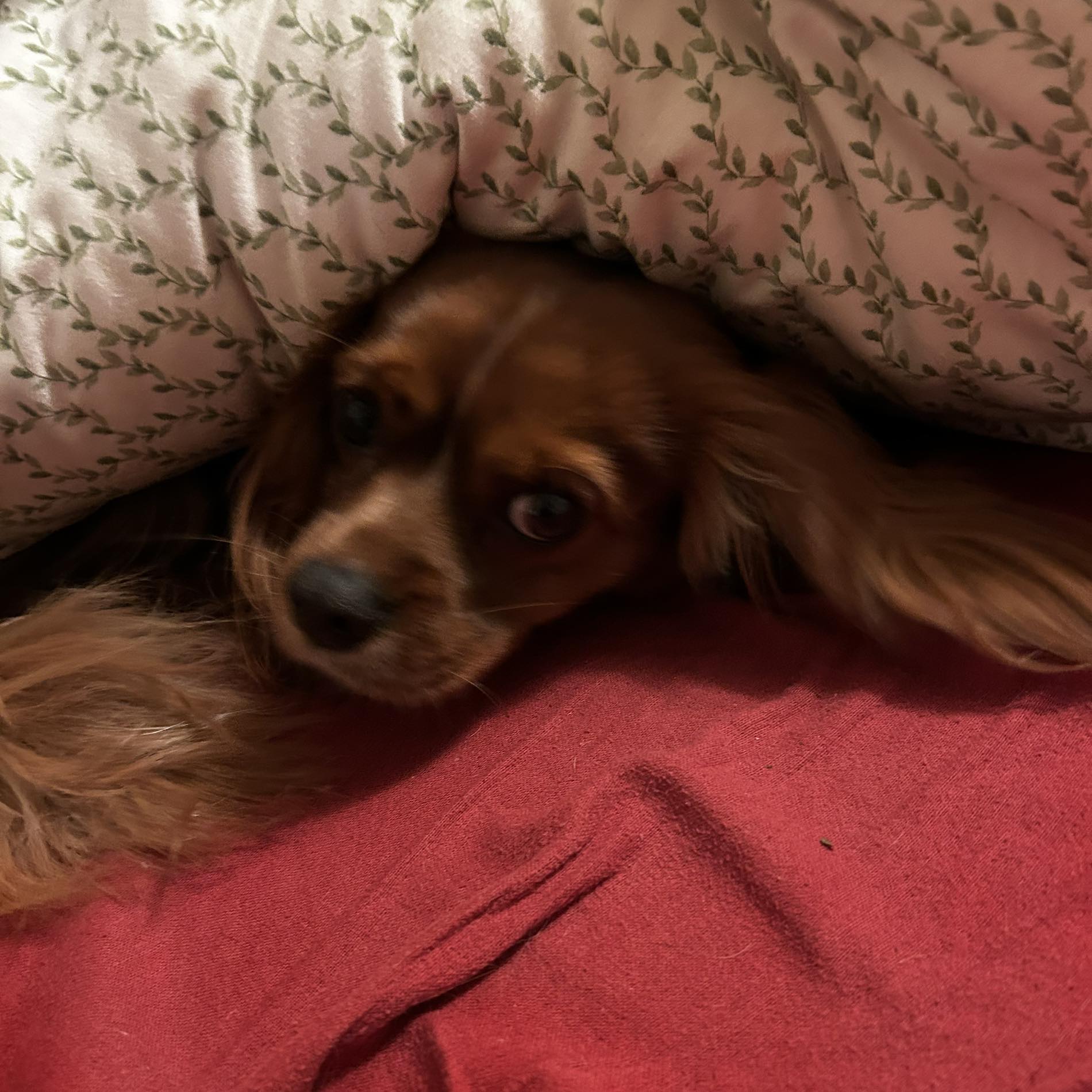 Cavalier King Charles Spaniels | Anyone have a Ruby that got darker ...