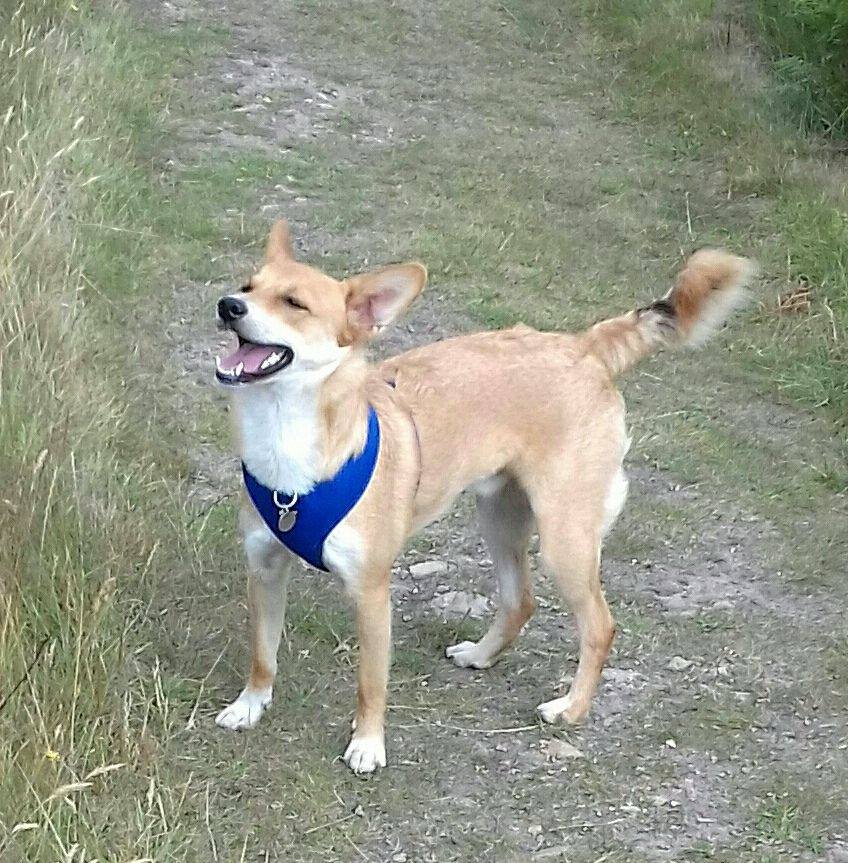 Alderney Dog Owners | Ever wondered what your dog was dreaming about ...