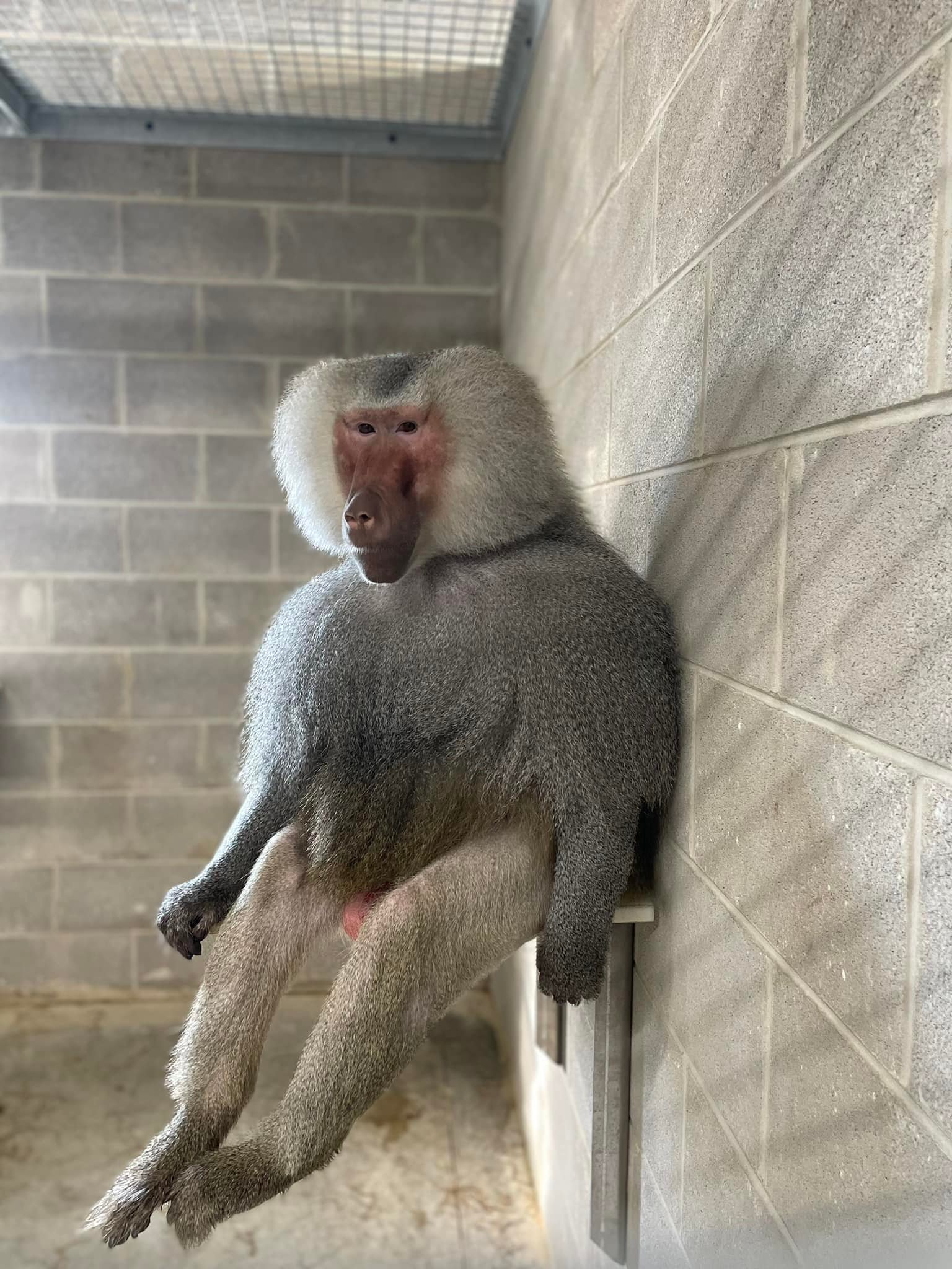As 2024 comes to an end we... - Peaceable Primate Sanctuary | Facebook