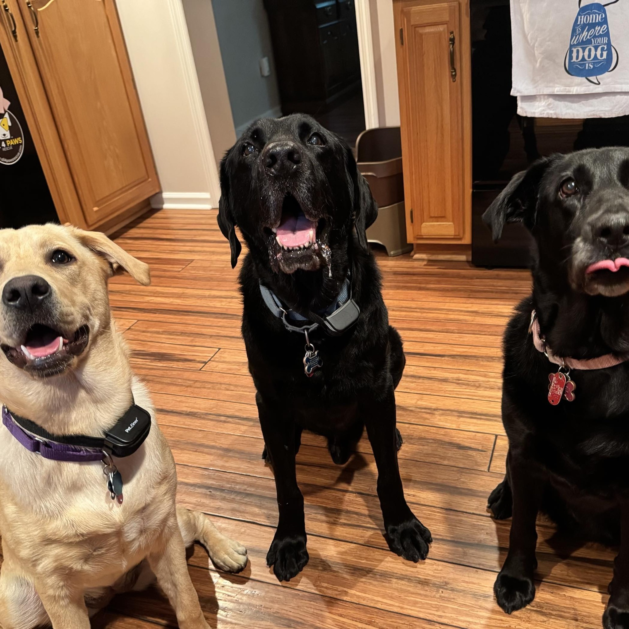 CVAS: Wag & Brag | Facebook