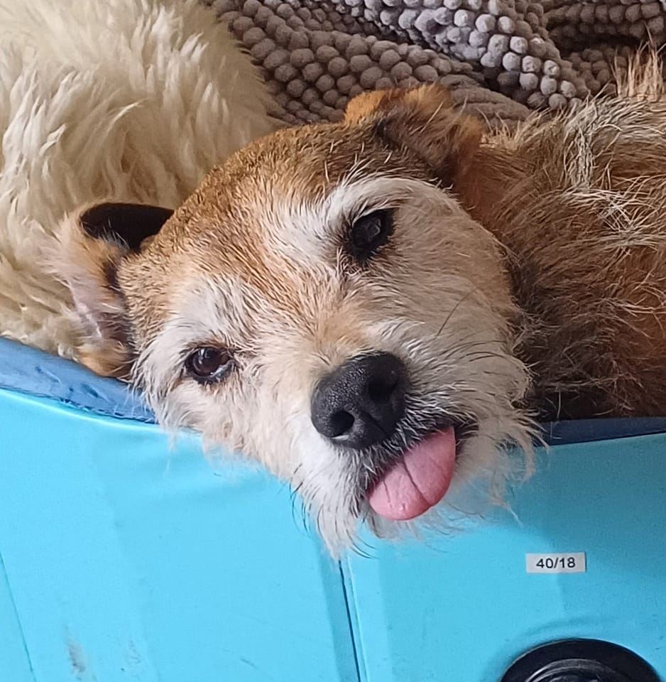 Travel Australia with Dogs | HAS Anyone in this group used 
