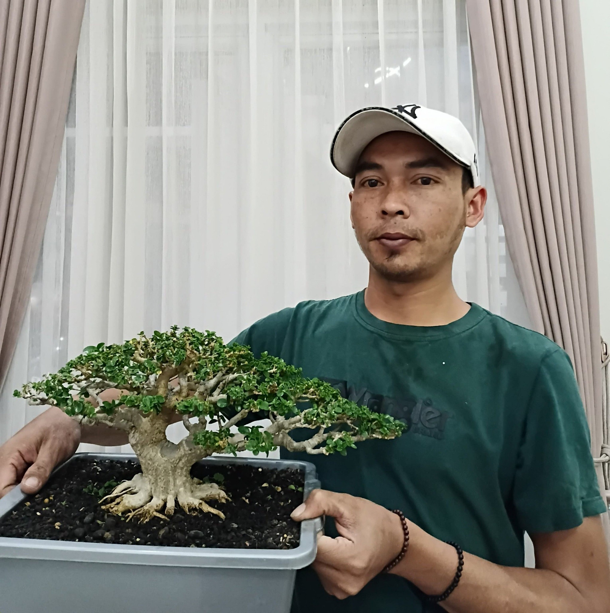 It's time to cut the branches that are already balanced. 🌳 #bonsai # ...