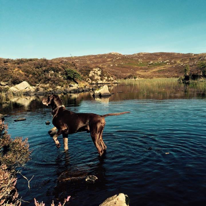 Dog Friendly self catering accommodation IN UK | Looking for my unicorn ...
