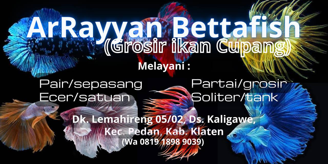 ArRayyan Bettafish Grosircupang