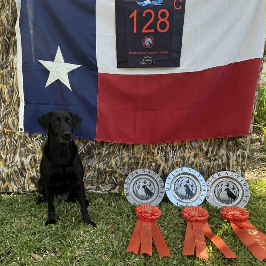 Colorado River Retriever Club | Does your club use a website or ...