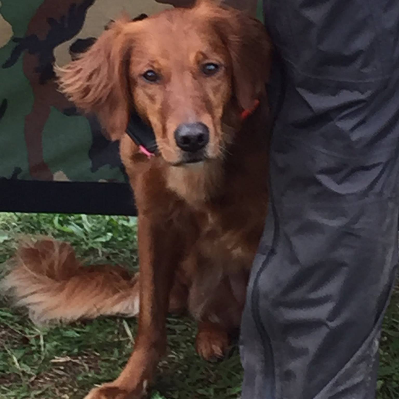 Teaching puppy perseverance.. | Lisa Kane