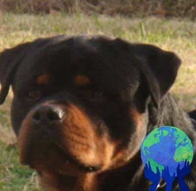 Hicks Farms Rottweilers