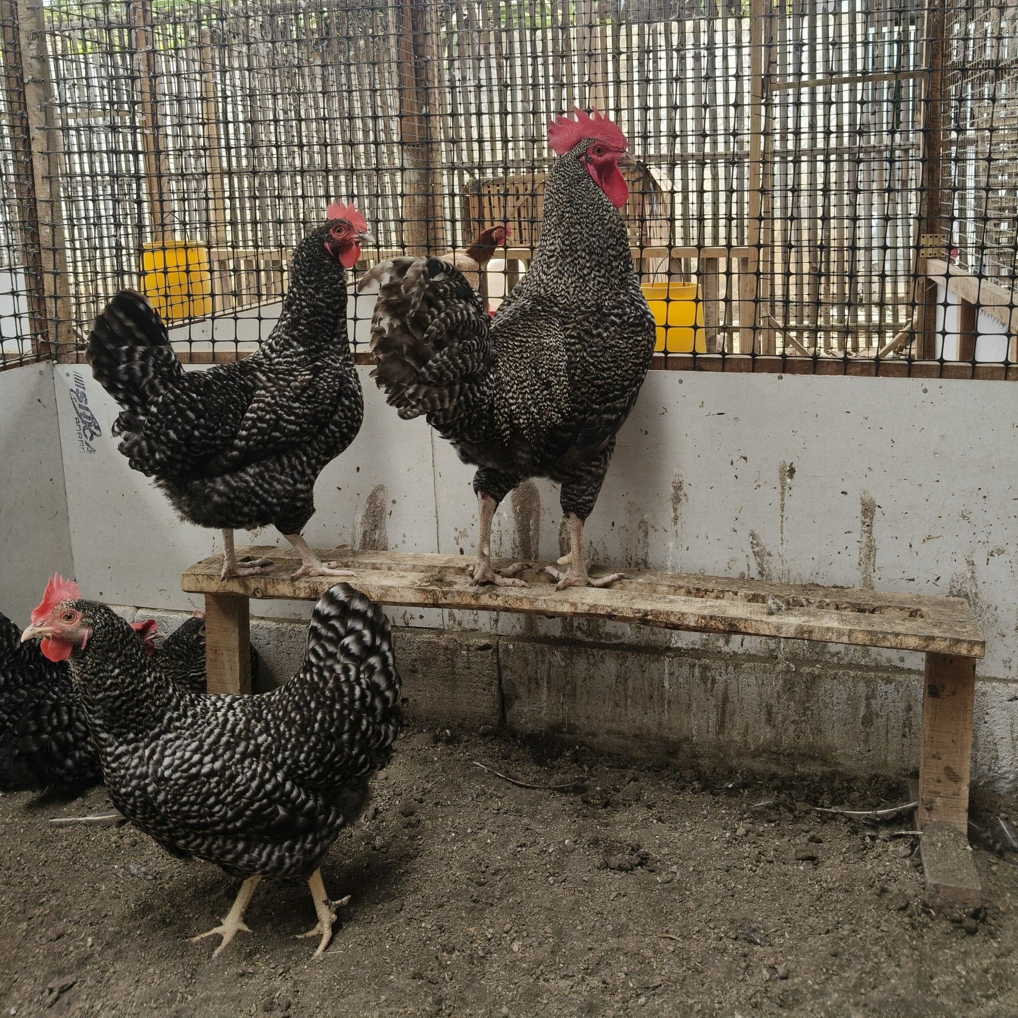 forum unggas pwt ajb bmy wangon cilongok | ayam petelur umbaran siap ...