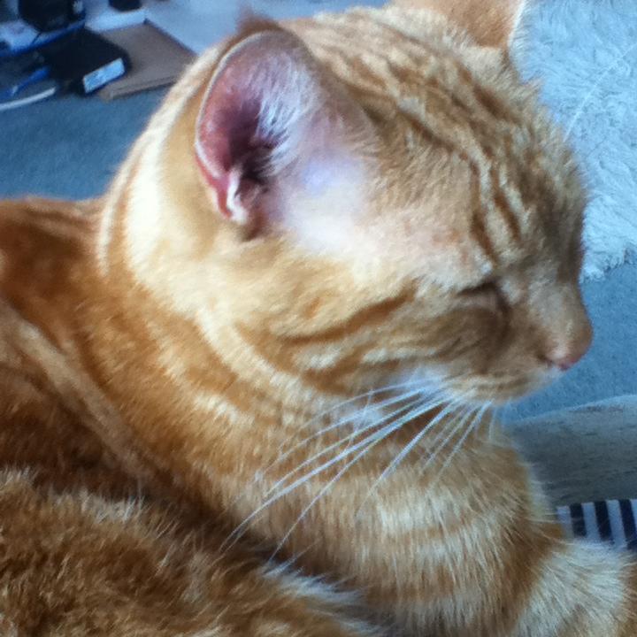 ️ An update on Ruby! ️ You might remember Ruby, the little kitten found ...